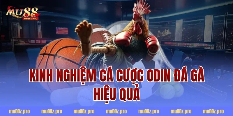 Kinh nghiệm cá cược Odin đá gà hiệu quả