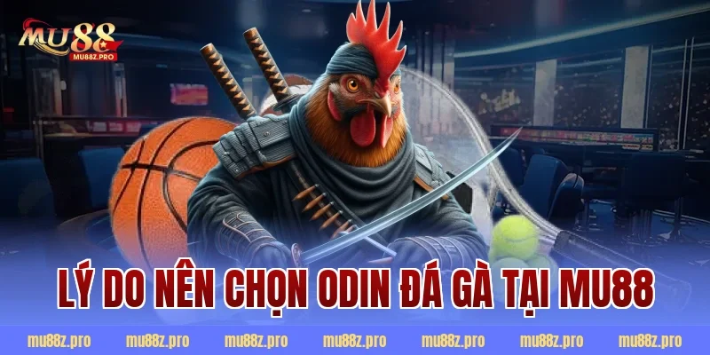 Lý do nên chọn Odin đá gà tại MU88