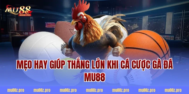 Mẹo hay giúp thắng lớn khi cá cược gà đá mu88