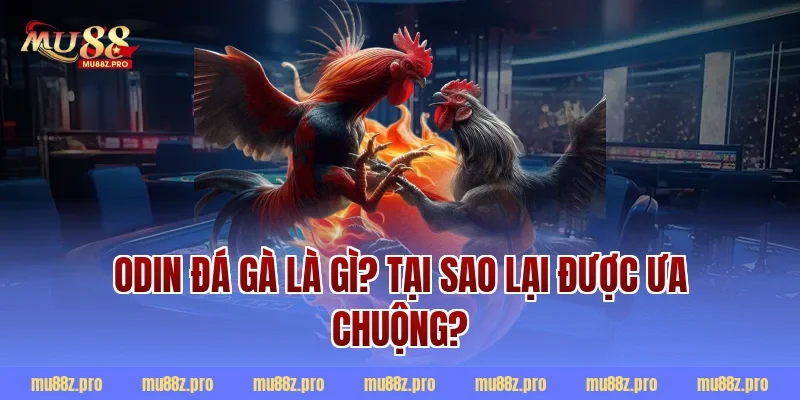 Odin đá gà là gì? Tại sao lại được ưa chuộng?