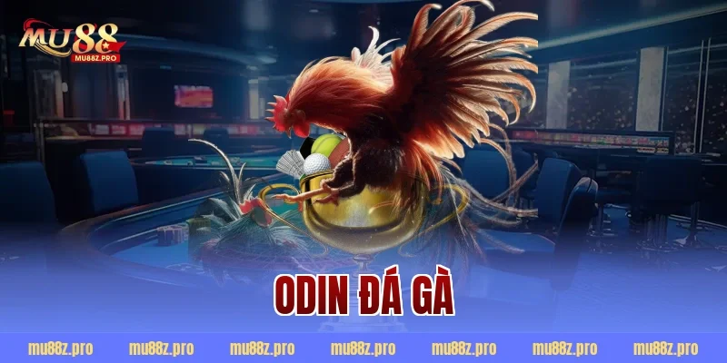 odin đá gà