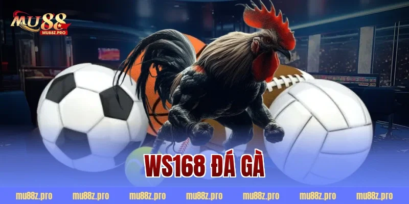 ws168 đá gà